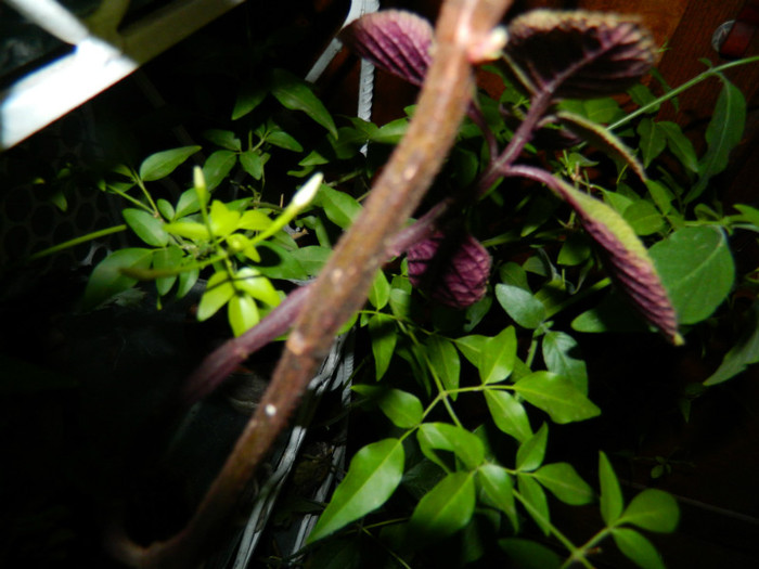 DSCN1911 - 2 NOIEMBRIE 2012