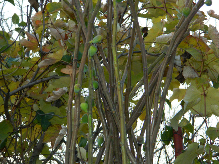 DSCN1976 - 2 NOIEMBRIE 2012