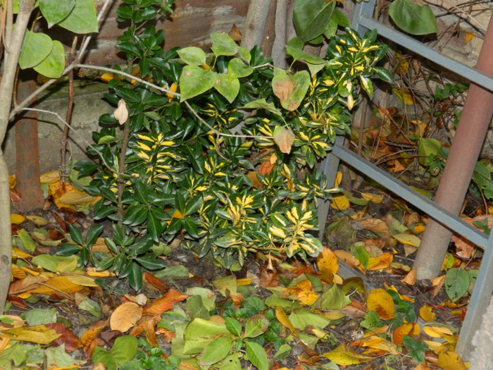 DSCN1978 - 2 NOIEMBRIE 2012