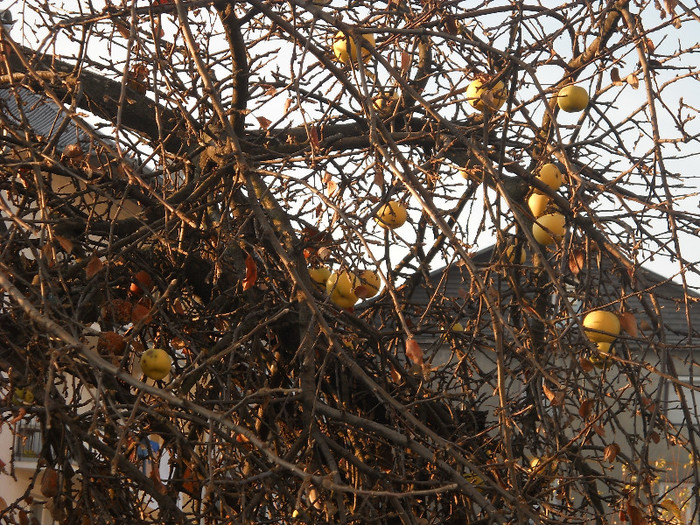 002 - La fereastra casei mele