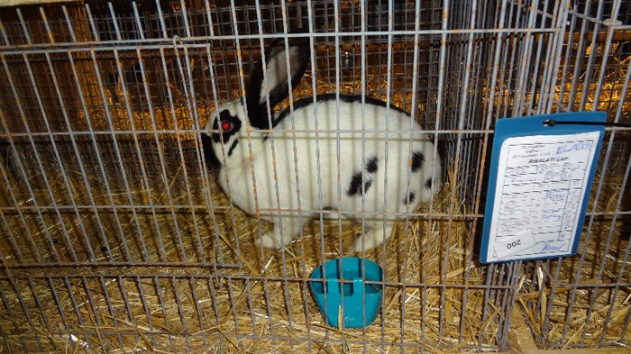 expo ungaria 2012 (114)