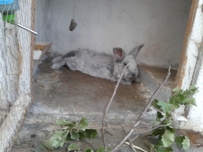 2012-09-15 18.42.02 - 11 - Ferma iepuri Moreni