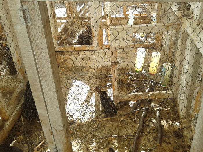 2012-08-16 17.44.01 - 11 - Ferma iepuri Moreni