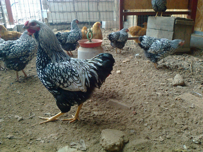 09; cocos wyandotte 2012 - 6,5 luni
