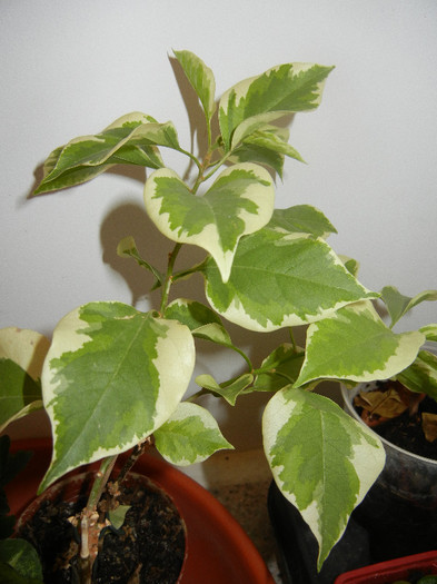 Bouga Vera Variegata (2012, Nov.20)