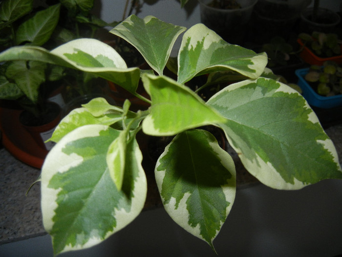 Bouga Vera Variegata (2012, Nov.20) - Bouga Vera Variegata