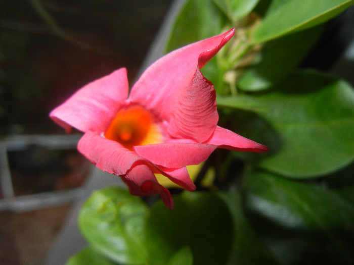 Mandevilla Summer Bell Red (`12, Nov.20) - Mandevilla Summer Bell Red