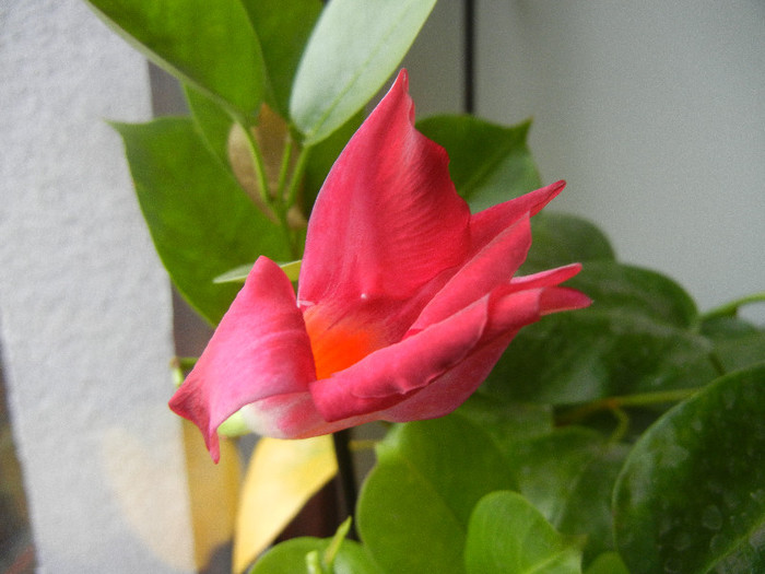 Mandevilla Summer Bell Red (`12, Nov.20) - Mandevilla Summer Bell Red