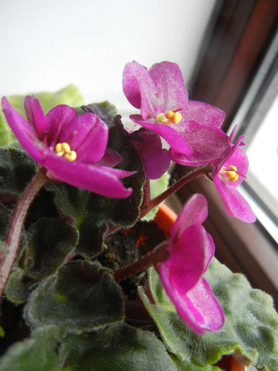 Violet Saintpaulia (2012, Nov.20)