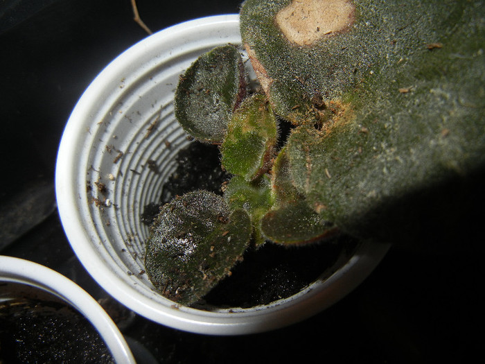 African violet, 20nov2012 - African violets