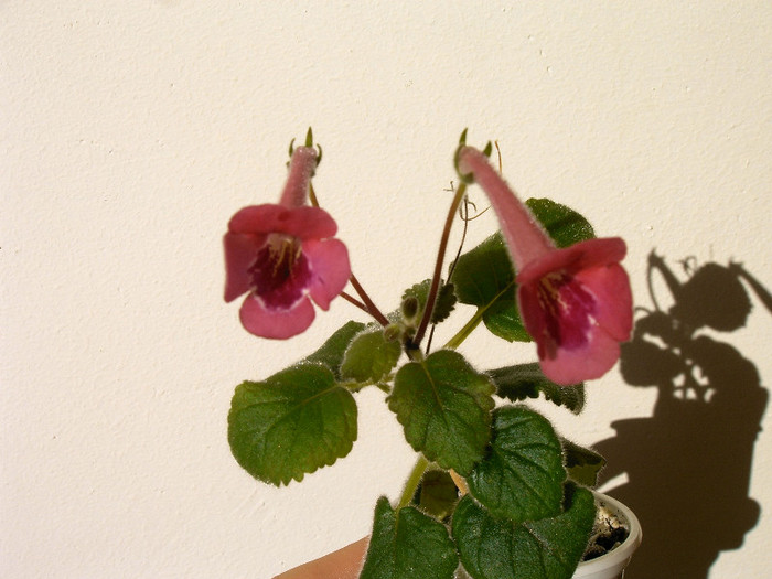 IMAG0035 - SINNINGII