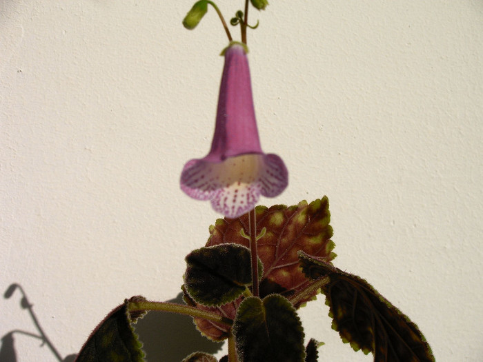 Smithiantha Midvinterljus - Alte Gesneriaceae