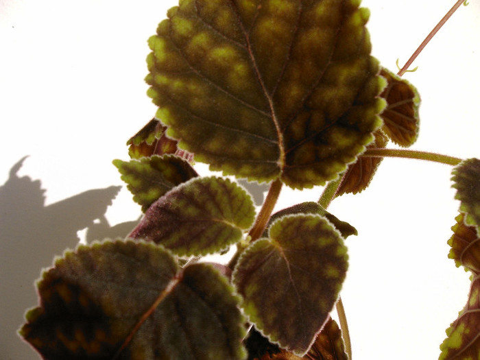 Frunze - Alte Gesneriaceae