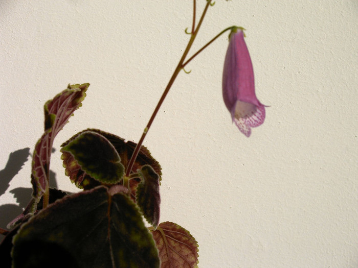 IMAG0003 - Alte Gesneriaceae
