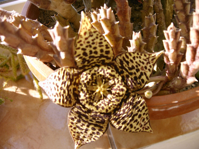 Stapelia - Cactusi -suculente
