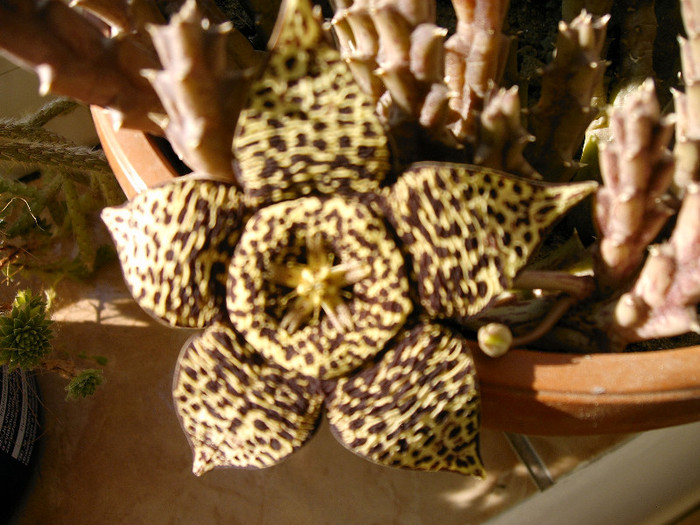 IMAG0038 - Cactusi -suculente
