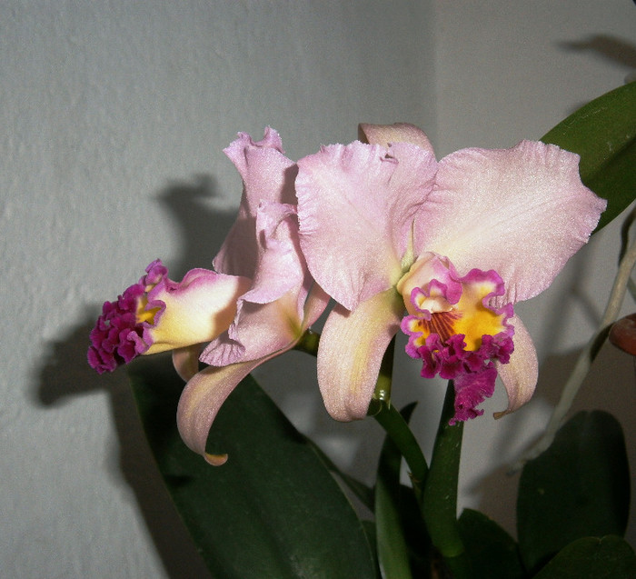 2 (foarte parfumata) - Cattleya