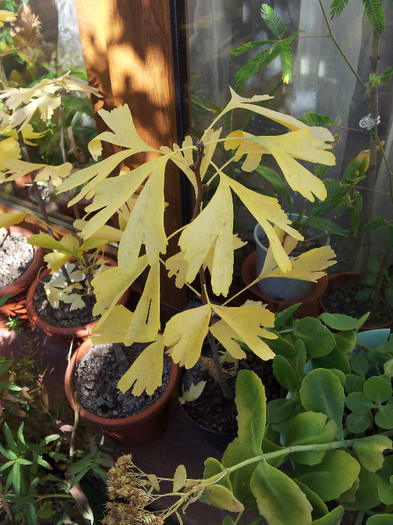 001 - Ginkgo - noiembrie 2012