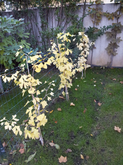 004 - Ginkgo - noiembrie 2012