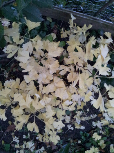 012 - Ginkgo - noiembrie 2012