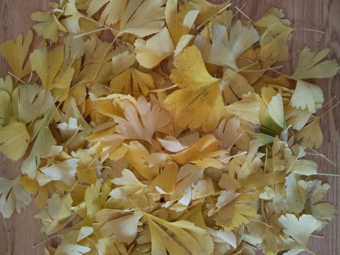 016 - Ginkgo - noiembrie 2012