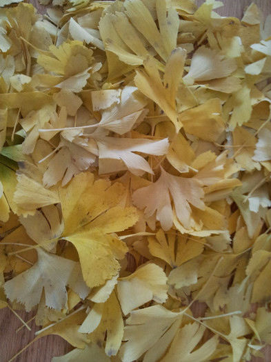 018 - Ginkgo - noiembrie 2012