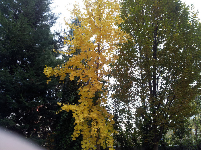 020 - Ginkgo - noiembrie 2012