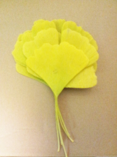 024 - Ginkgo - noiembrie 2012