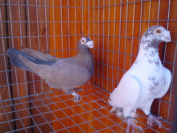 1. - 04-CARUNCULAT DE ORADEA 2008-2017