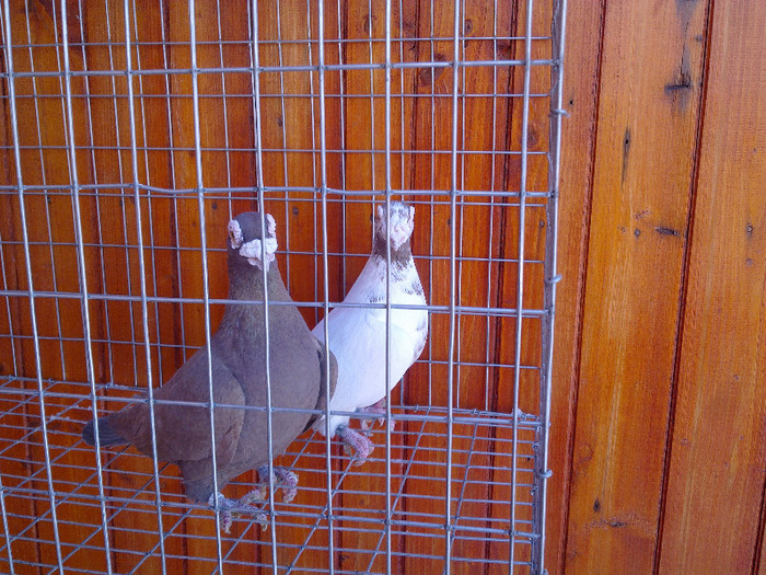  - 04-CARUNCULAT DE ORADEA 2008-2017