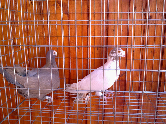 2012 - 04-CARUNCULAT DE ORADEA 2008-2017