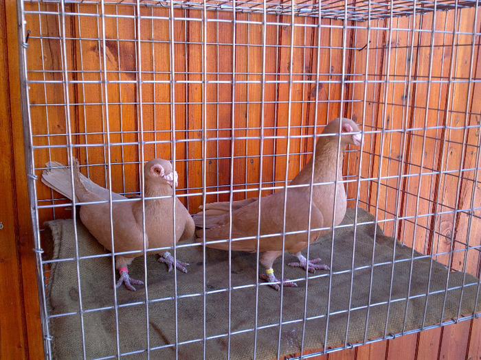 2012 - 04-CARUNCULAT DE ORADEA 2008-2017