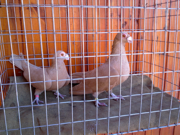  - 04-CARUNCULAT DE ORADEA 2008-2017