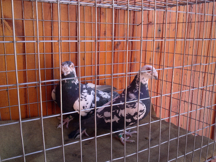 2012 - 04-CARUNCULAT DE ORADEA 2008-2017