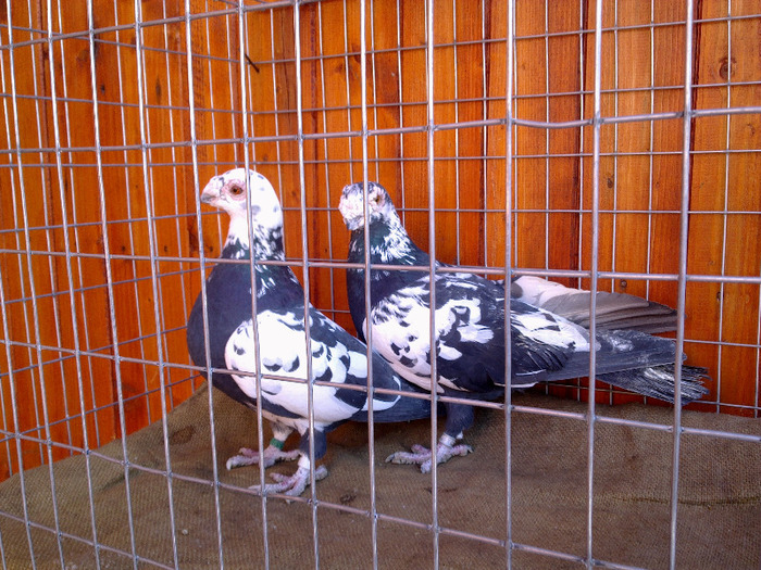  - 04-CARUNCULAT DE ORADEA 2008-2017