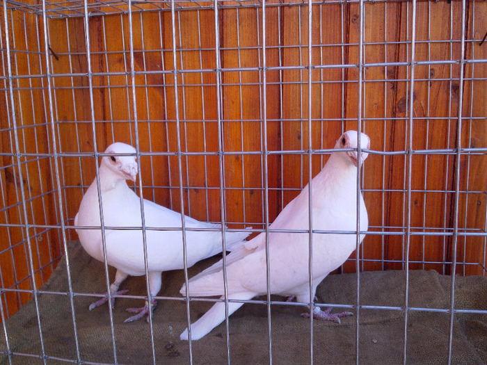 4. - 04-CARUNCULAT DE ORADEA 2008-2017