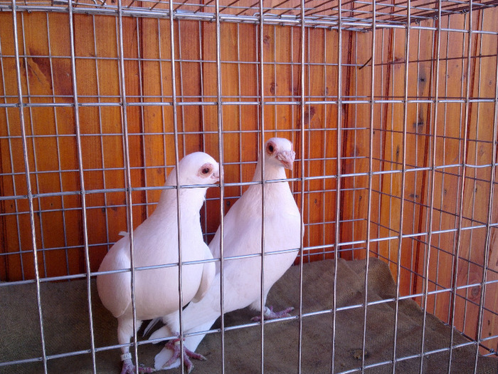  - 04-CARUNCULAT DE ORADEA 2008-2017