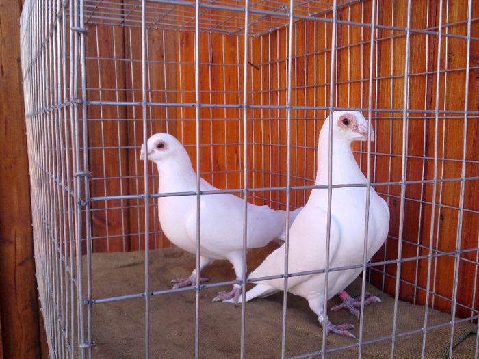 2012 - 04-CARUNCULAT DE ORADEA 2008-2017