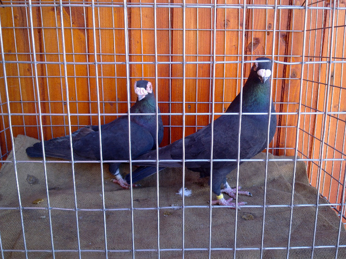 5. - 04-CARUNCULAT DE ORADEA 2008-2017