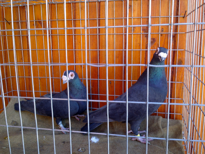  - 04-CARUNCULAT DE ORADEA 2008-2017