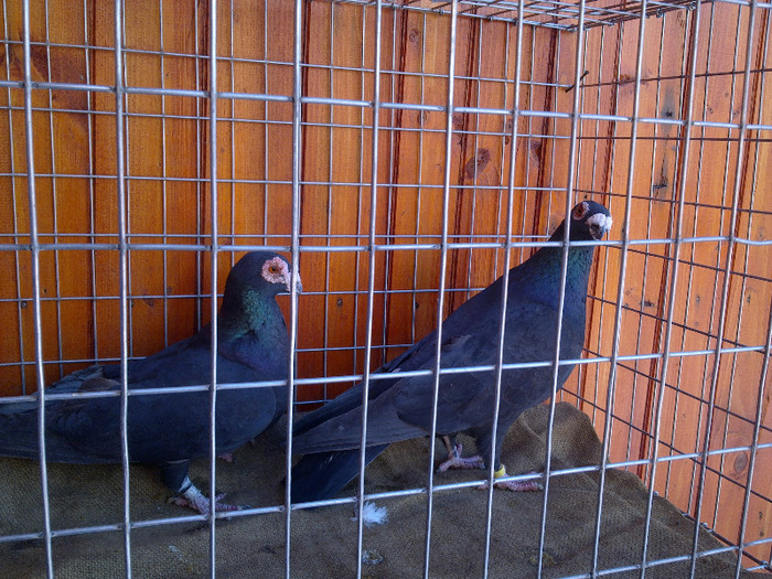 2012 - 04-CARUNCULAT DE ORADEA 2008-2017