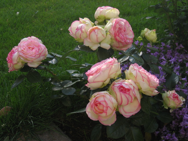 biedermeier - achizitii de trandafiri pt toamna 2012