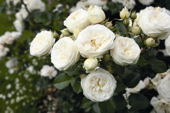 artemis - achizitii de trandafiri pt toamna 2012