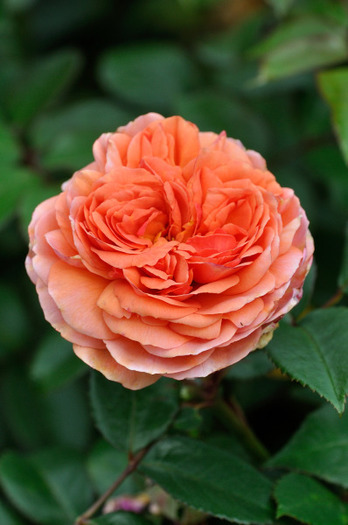 Chippendale - achizitii de trandafiri pt toamna 2012