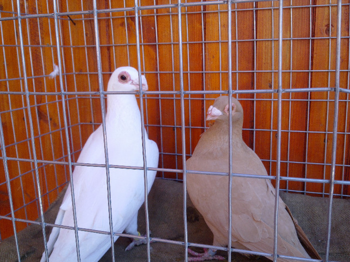 6. - 04-CARUNCULAT DE ORADEA 2008-2017