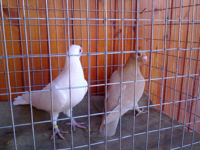  - 04-CARUNCULAT DE ORADEA 2008-2017