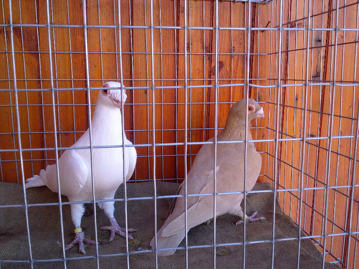 2012 - 04-CARUNCULAT DE ORADEA 2008-2017