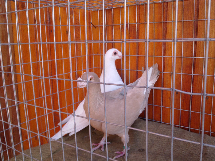  - 04-CARUNCULAT DE ORADEA 2008-2017