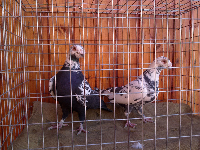 8. - 04-CARUNCULAT DE ORADEA 2008-2017