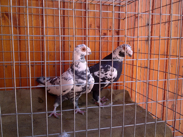  - 04-CARUNCULAT DE ORADEA 2008-2017